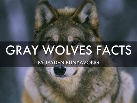 Gray wolves facts by Wallenpaupack South Elementary