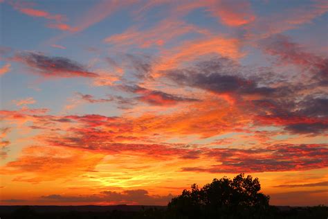 Silhouette of a Tree during Sunset · Free Stock Photo