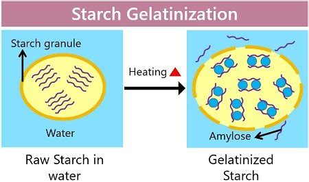 What is Starch Gelatinization? Definition, Process & Factors Affecting - Biology Reader