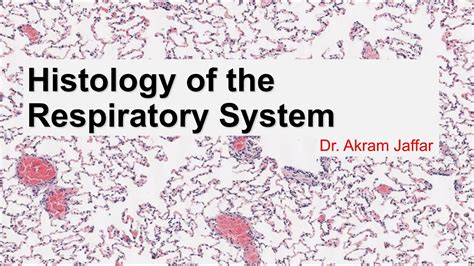 Histology of the respiratory system - YouTube