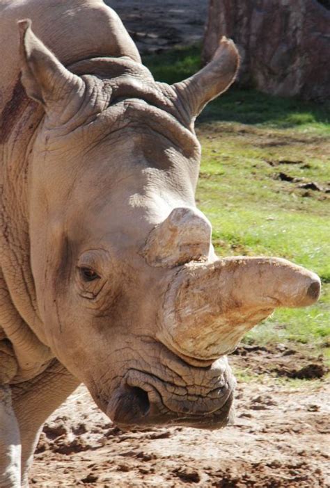 Rhino poacher sentenced to 77 YEARS | World | News | Express.co.uk