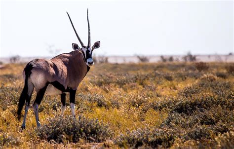 Etosha National Park - The World of Rare Animals in Namibia | Trip Ways