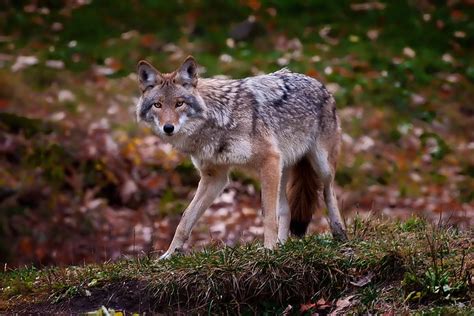 HD wallpaper: grass, leaves, predator, coyote | Wallpaper Flare