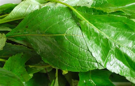 Scent Leaf: Nigeria's Aromatic Gem in South Africa and its Uses and Benefits - NaijaMarket