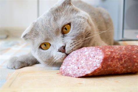 Can Cats Have Salami? - That Cuddly Cat