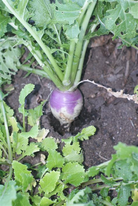 Purple Top Globe Turnip (100% natural, grown without chemicals) - SeedRenaissance.com