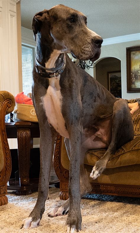 World's Tallest Dog | Zeus the Great Dane Is Officially the World’s ...