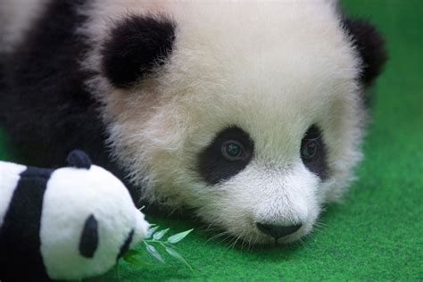 IN PICTURES: Visitors go awww as baby panda born in Malaysia zoo makes ...