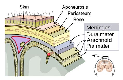 The meninges | Human Anatomy and Physiology Lab (BSB 141) | | Course Hero