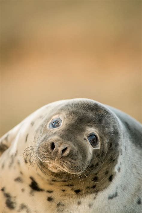 Pin by Kristine on ocean life - seals & walrus | Seal pup, Grey seal, Pet birds