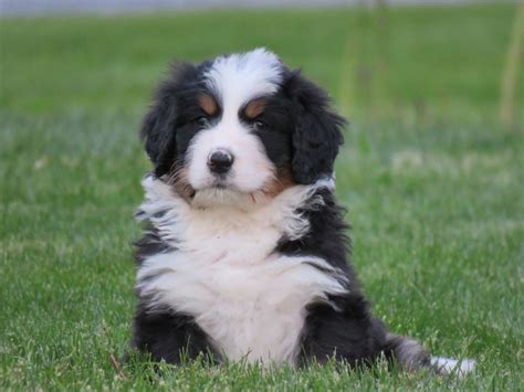 Bernedoodle Puppies For Sale in Pennsylvania | Standard Full-Size ...