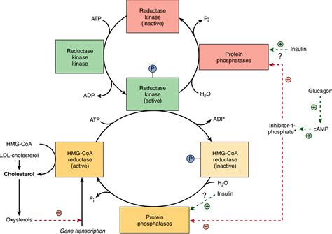 Cholesterol Synthesis, Transport, & Excretion | Basicmedical Key