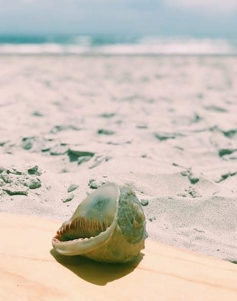 Emerald Isle Beaches: Visit The Point for Amazing Seashells