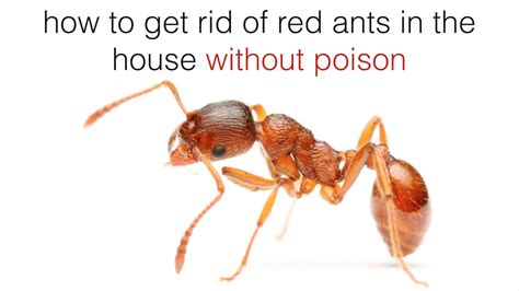 How to Get Rid of Red Ants in the House - YouTube