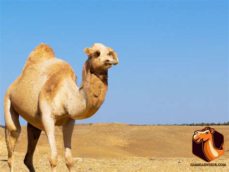 Surviving the Desert: How Feral Camels Adapt to Harsh Environments