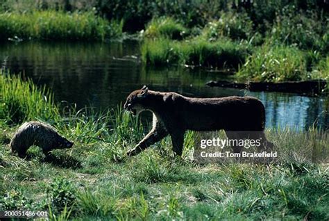 Mountain Lion Growl Photos and Premium High Res Pictures - Getty Images