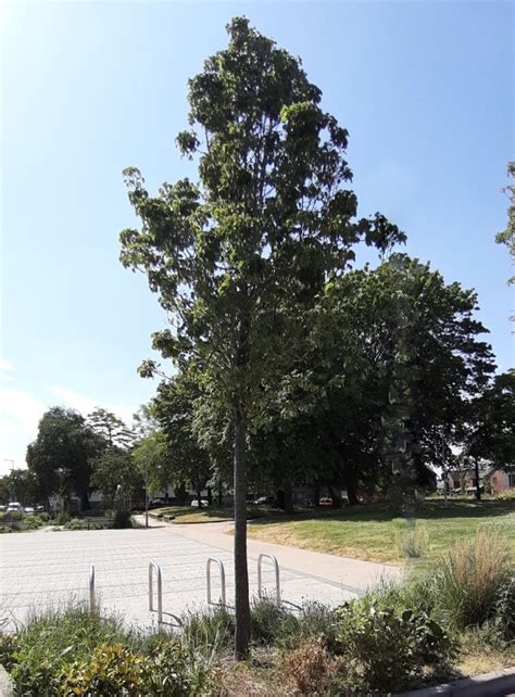 Japanese Pear Tree - Groundwork