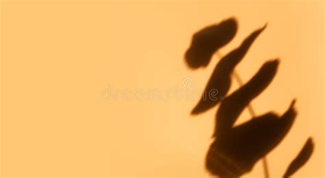 Creative Copy Space with Shadows on a Shiny Soft Beige Wall. Top View of Leaves Shadows on the ...