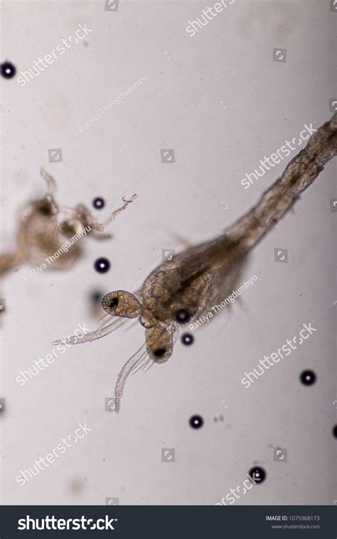 Mysis Zooplankton Under Microscope Foto de stock 1075968173 | Shutterstock