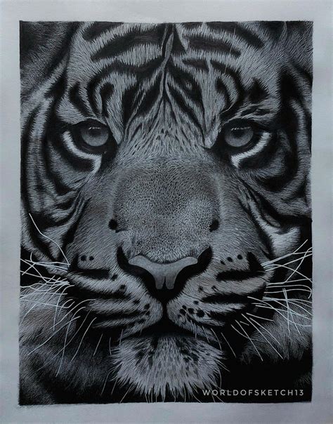 Hyper-Realistic Tiger Sketch! by AnandDhoot13 on DeviantArt