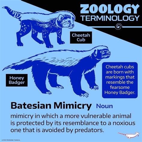 Peppermint Narwhal Creative’s Instagram photo: “Zoology Terminology Batesian Mimicry (noun ...