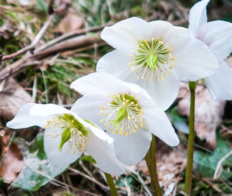 Christmas Rose Helleborus Niger Seeds