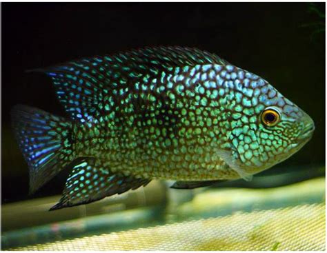 Green Texas Cichlid Rio Grande Cichlid | Arizona Aquatic Gardens