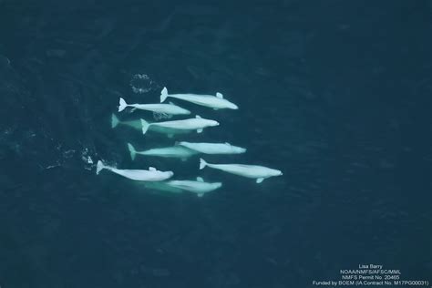 FAU | Like Humans, Beluga Whales Form Social Networks Beyond Family Ties