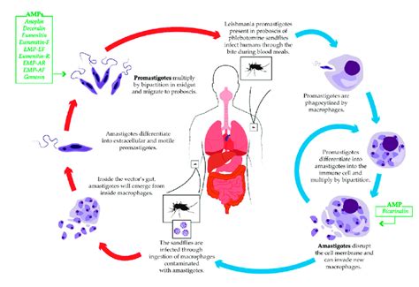 Schematic life cycle of Leishmania. The blue arrows indicate life... | Download Scientific Diagram