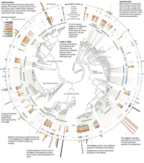 Where Your Bacteria Live – Coffee Spoons