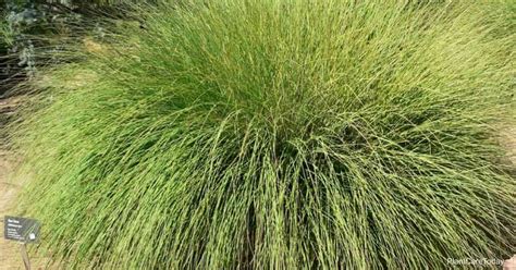 Muhlenbergia Rigens Care Tips: Growing The Deer Grass