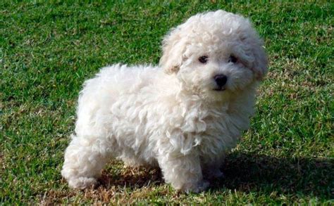 French Poodle Mini Toy Costos | Wow Blog | Bichon dog, Cute dogs, Dogs