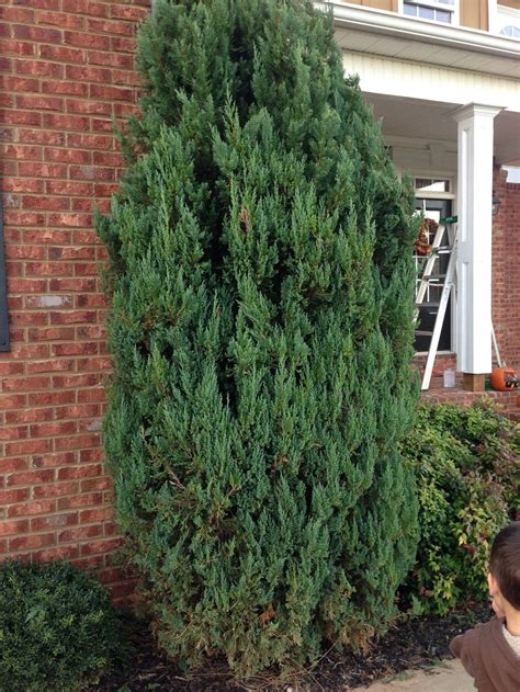 Juniper – Pruning | Walter Reeves: The Georgia Gardener