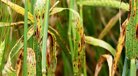 Research aims to put squeeze on crop disease I Australian Rural & Regional News