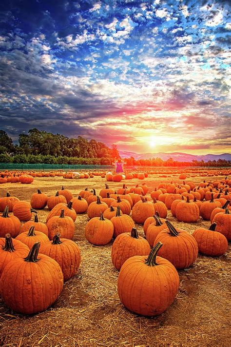 Pumpkin Patch Photograph - Sunset at the Pumpkin Patch by Lynn Bauer | Fall wallpaper, Pumpkin ...