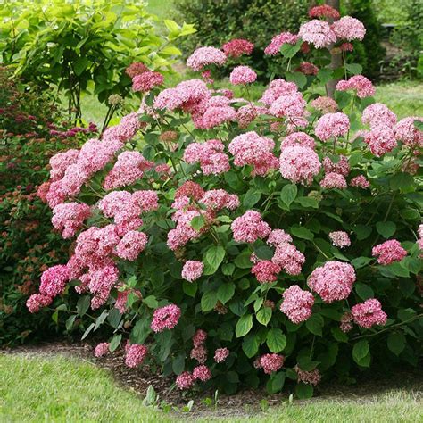 Hydrangea arb. 'Pink Annabelle' - Shrubs - Arboretum Garden Centre