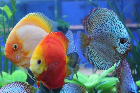 Discus Aquarium, Big Aquarium, Discus Fish, Tropical Aquarium, Freshwater Aquarium Fish ...