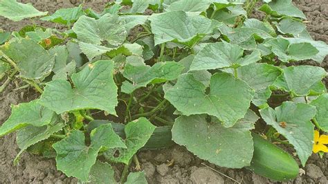 Yellow Spots on Cucumber Plants — Reasons & How to Fix it