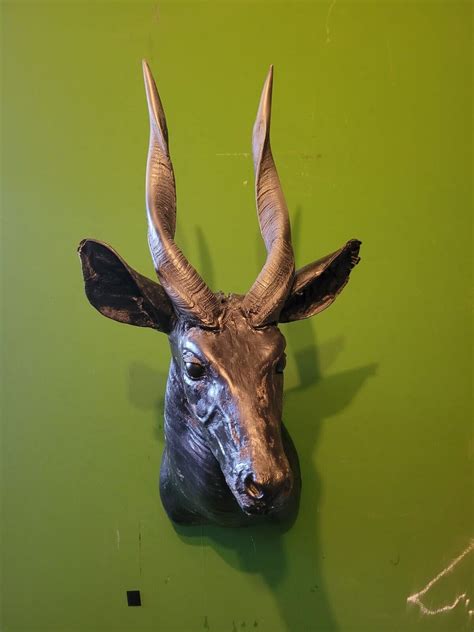 Taxidermy bushbuck antelope Stag black Antlers Horns Skull MORE AVAILABLE | eBay