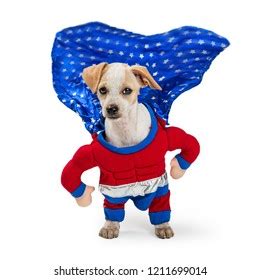 1,151 Dog superhero costume Images, Stock Photos & Vectors | Shutterstock