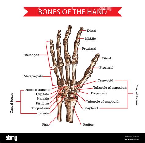 lo hizo Injusto información anatomy of the hand and wrist bones Anuncio conectar ética