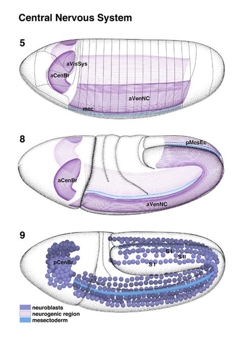 Atlas of Drosophila Development by Volker Hartenstein