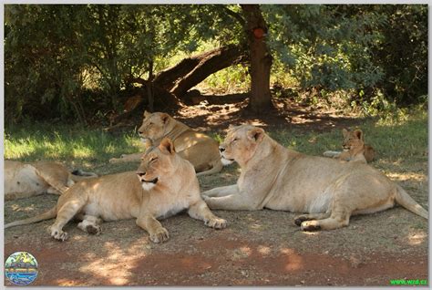 Krugersdorp Game Reserve Lion and Bird Sanctuary