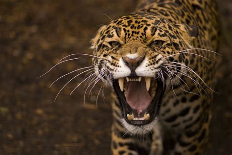 Jaguar showing teeth Wallpapers HD / Desktop and Mobile Backgrounds