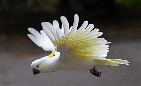 Sulphur-crested Cockatoo : In flight. | Cockatoo, Pet birds, Australian parrots