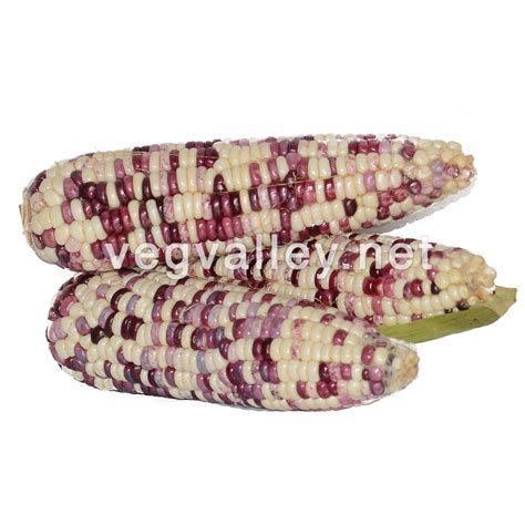 Frozen Purple Corn – Veg Valley