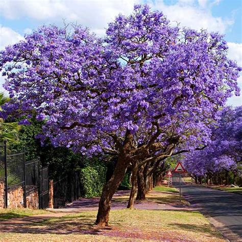 Jacaranda Trees for Sale– FastGrowingTrees.com