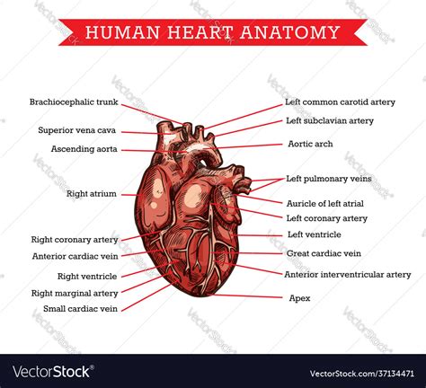 Human heart anatomy sketch medicine scheme Vector Image