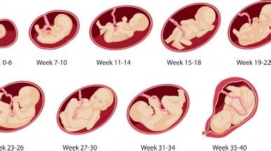 Diet during pregnancy third trimester jokes, what to when constipated ...