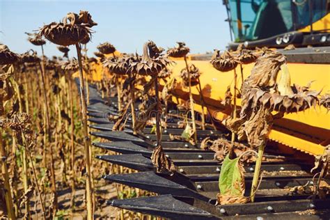 Sunflower harvesting stock photo. Image of rural, crop - 13670412